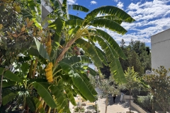Albaania-banaanipuu
