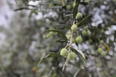 Albaania-oliivid