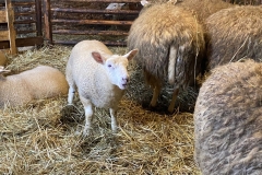 Valgepealine-lammas-Kurgja