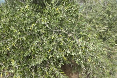 Lefkimmi-oliivid-Corfu