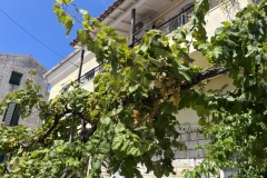 Lefkimmi-viinamarjad-linnas-Corfu