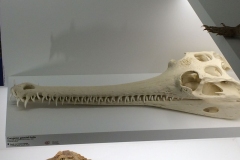 TU-Loodusmuuseum-Gangese-krokodill