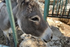 Marjani_-Dalmatsian-donkey