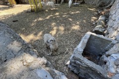 Marjani_-loomaaed-lambad