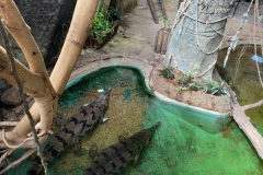 Kaks-krokodilli-Riia-Loomaaed