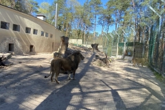 Valvsad-lovid-Riia-Loomaaed