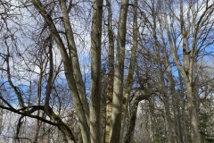 Moisapargi-polispuud-Vana-Vigala